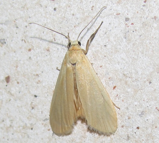 Eilema cfr. sororcula (Erebidae Arctiinae)